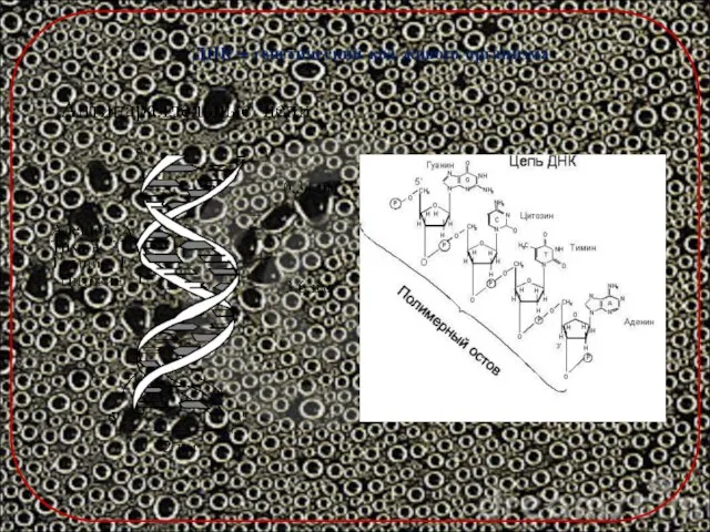 ДНК – генетический код живого организма