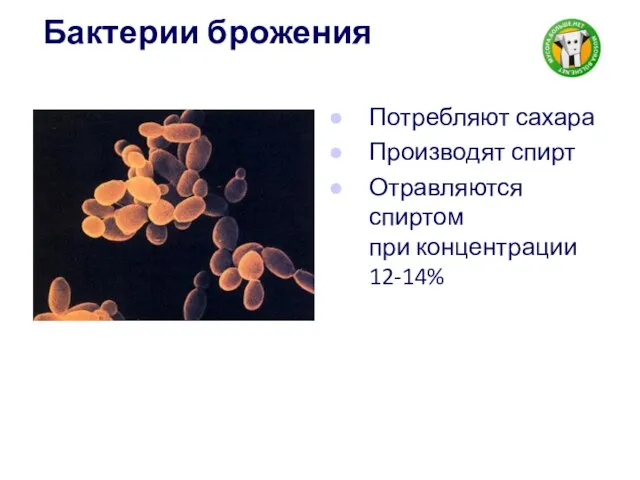 Бактерии брожения Потребляют сахара Производят спирт Отравляются спиртом при концентрации 12-14%