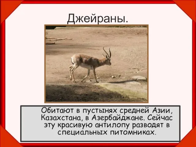 Джейраны. Обитают в пустынях средней Азии, Казахстана, в Азербайджане. Сейчас эту