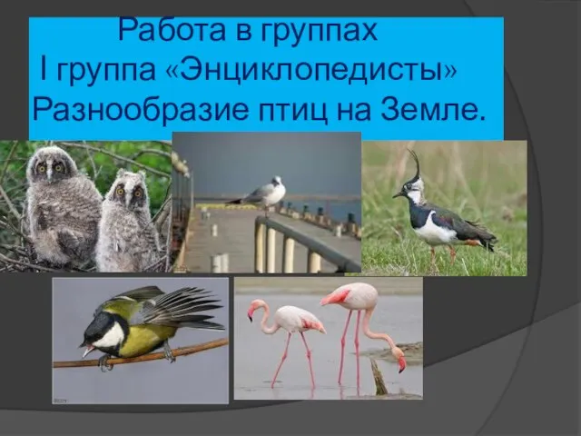 Работа в группах I группа «Энциклопедисты» Разнообразие птиц на Земле.