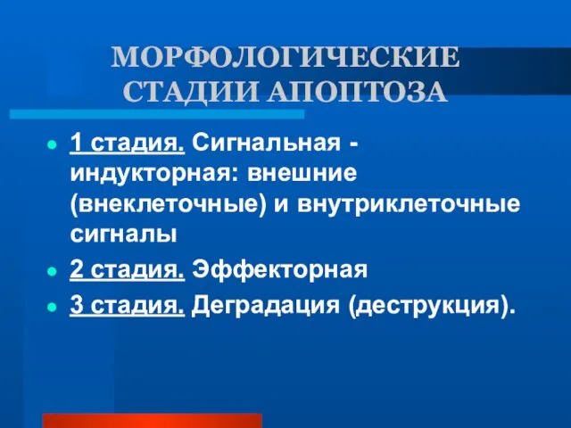 МОРФОЛОГИЧЕСКИЕ СТАДИИ АПОПТОЗА 1 стадия. Сигнальная - индукторная: внешние (внеклеточные) и