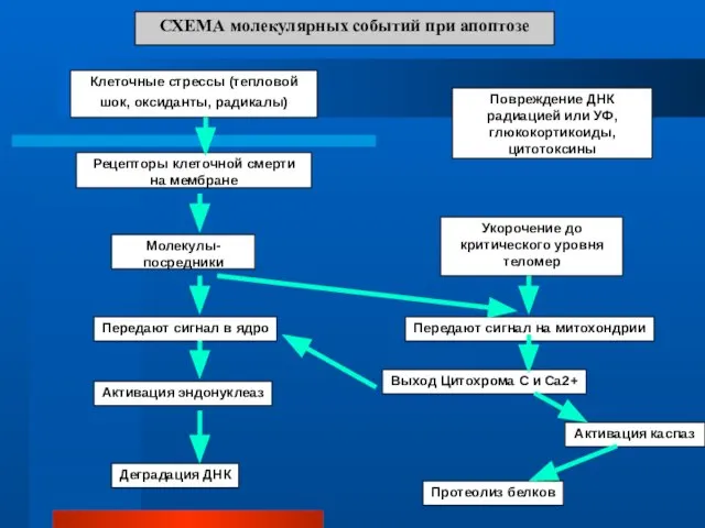 СХЕМА молекулярных событий при апоптозе Клеточные стрессы (тепловой шок, оксиданты, радикалы)