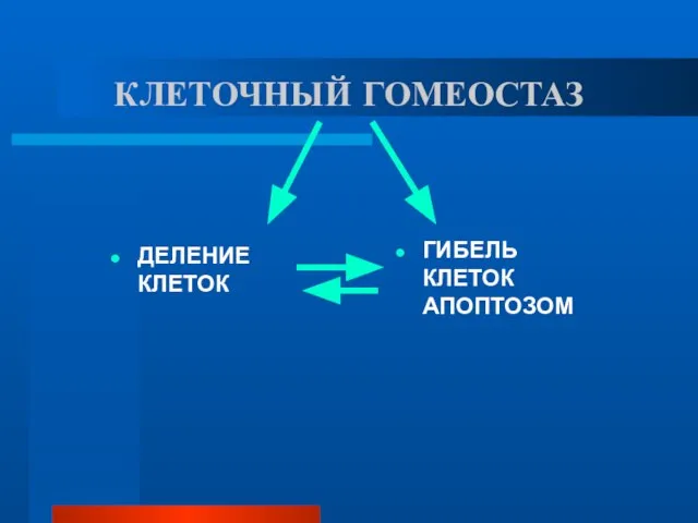 КЛЕТОЧНЫЙ ГОМЕОСТАЗ ДЕЛЕНИЕ КЛЕТОК ГИБЕЛЬ КЛЕТОК АПОПТОЗОМ