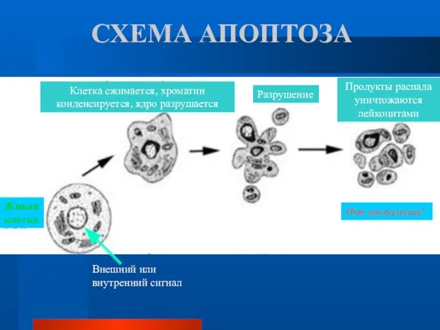 СХЕМА АПОПТОЗА Внешний или внутренний сигнал