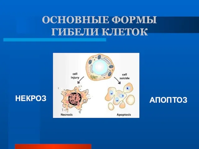 ОСНОВНЫЕ ФОРМЫ ГИБЕЛИ КЛЕТОК НЕКРОЗ АПОПТОЗ