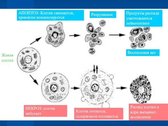 Живая клетка АПОПТОЗ: Клетка сжимается, хроматин конденсируется Разрушение Продукты распада уничтожаются
