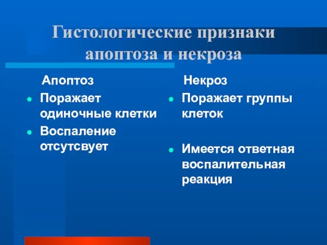 Гистологические признаки апоптоза и некроза Апоптоз Поражает одиночные клетки Воспаление отсутсвует