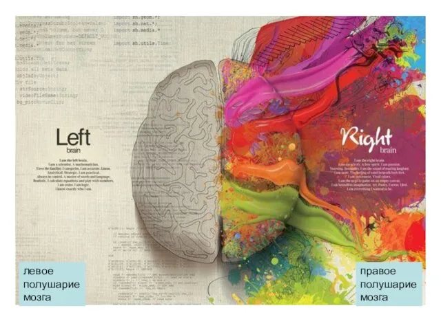 правое полушарие мозга левое полушарие мозга