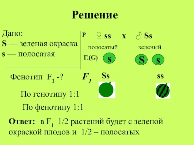 Дано: S — зеленая окраска s — полосатая Фенотип F1 -?