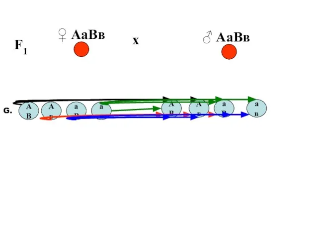 F1 ♀ АаВв х ♂ АаВв G. АВ Ав аВ ав АВ Ав аВ ав
