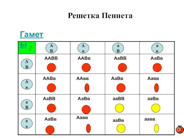 Решетка Пеннета АВ АВ Ав Ав аВ аВ ав ав ♂