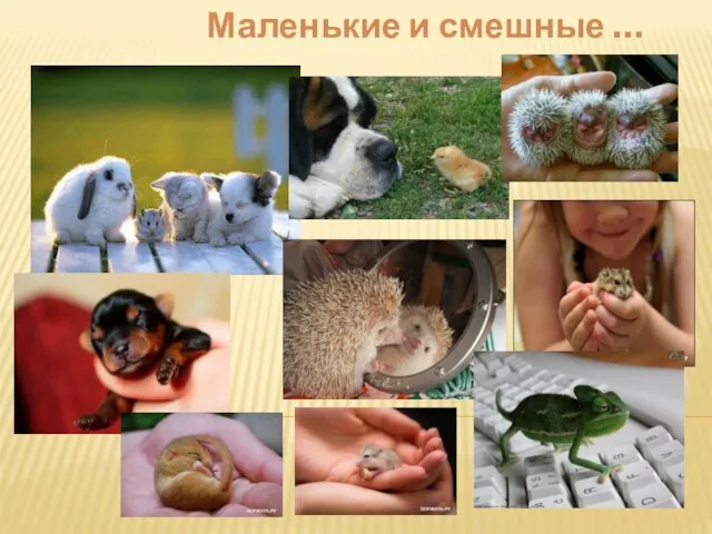 Маленькие и смешные …