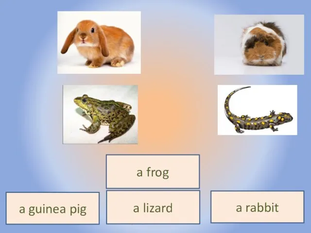 Воронцова Н.С. 2011-2012 a frog a lizard a guinea pig a rabbit