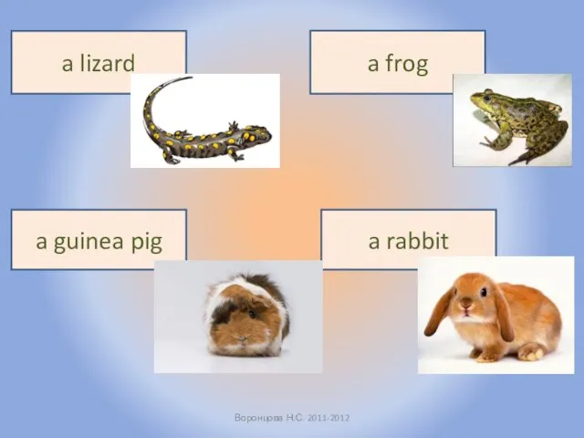 Воронцова Н.С. 2011-2012 a frog a lizard a guinea pig a rabbit