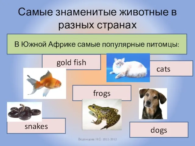 Самые знаменитые животные в разных странах Воронцова Н.С. 2011-2012 В Южной