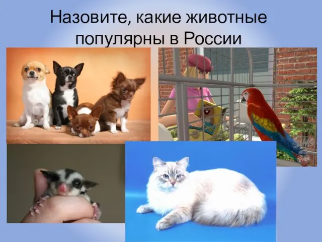 Назовите, какие животные популярны в России Воронцова Н.С. 2011-2012
