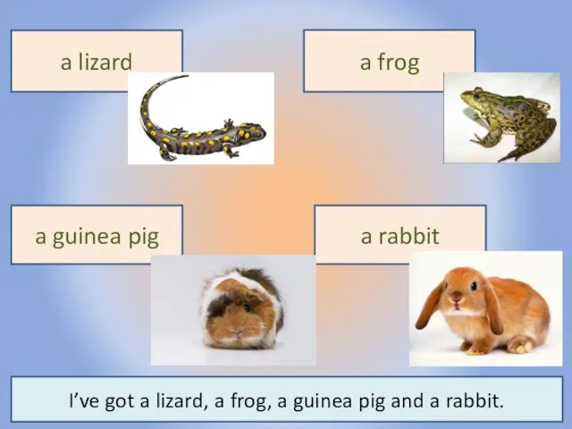 Воронцова Н.С. 2011-2012 a frog a lizard a guinea pig a