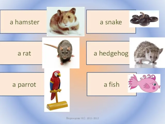 Воронцова Н.С. 2011-2012 a hamster a rat a parrot a snake a hedgehog a fish