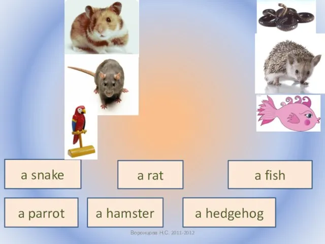 Воронцова Н.С. 2011-2012 a hamster a rat a parrot a snake a hedgehog a fish