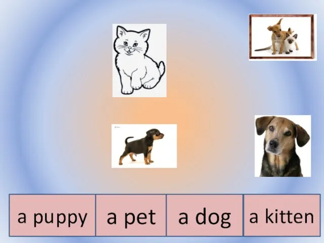 Воронцова Н.С. 2011-2012 a kitten a puppy a pet a dog