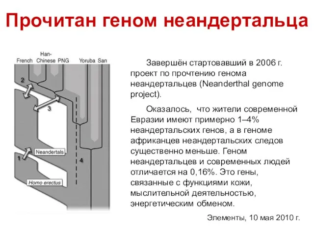 Прочитан геном неандертальца Завершён стартовавший в 2006 г. проект по прочтению