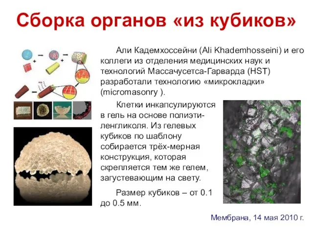 Сборка органов «из кубиков» Али Кадемхоссейни (Ali Khademhosseini) и его коллеги