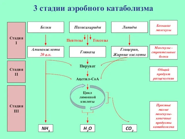 Цикл лимонной кислоты Стадия I Белки Полисахариды Аминокислоты 20 а.к. Глюкоза