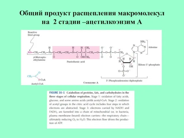 Общий продукт расщепления макромолекул на 2 стадии –ацетилкоэнзим А