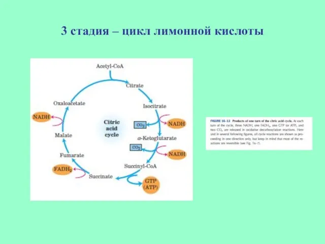 3 стадия – цикл лимонной кислоты