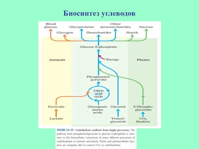 Биосинтез углеводов