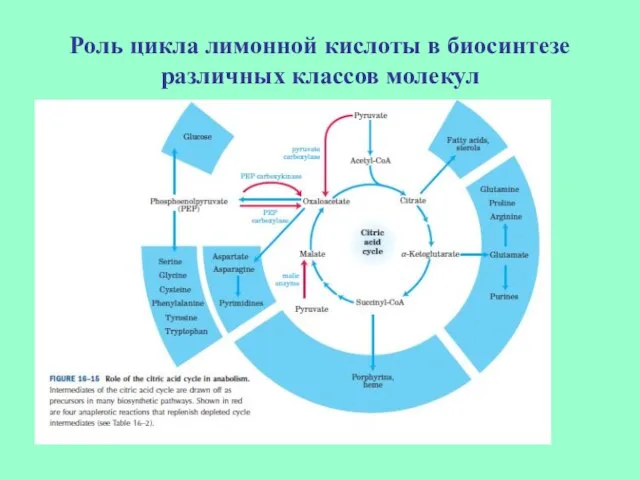 Роль цикла лимонной кислоты в биосинтезе различных классов молекул