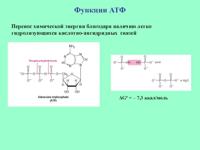 Функции АТФ Перенос химической энергии благодаря наличию легко гидролизующихся кислотно-ангидридных связей ΔGº = – 7,3 ккал/моль