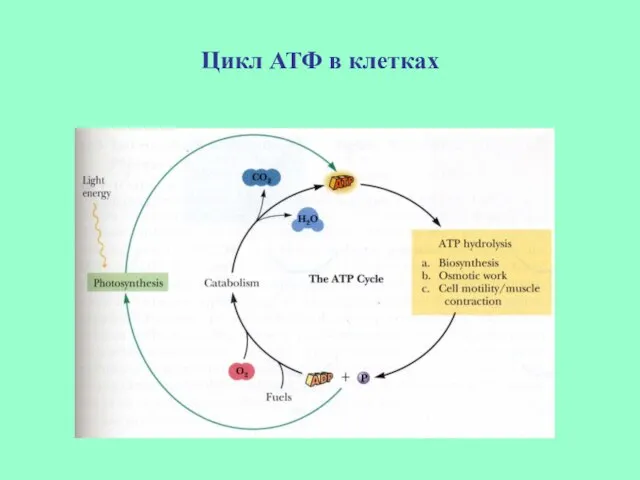 Цикл АТФ в клетках
