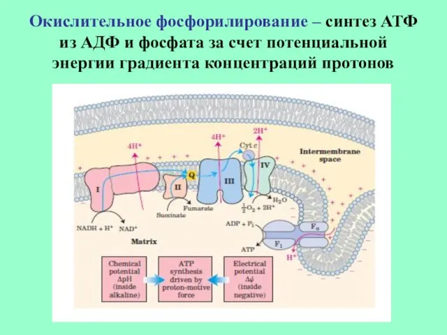 Окислительное фосфорилирование – синтез АТФ из АДФ и фосфата за счет потенциальной энергии градиента концентраций протонов