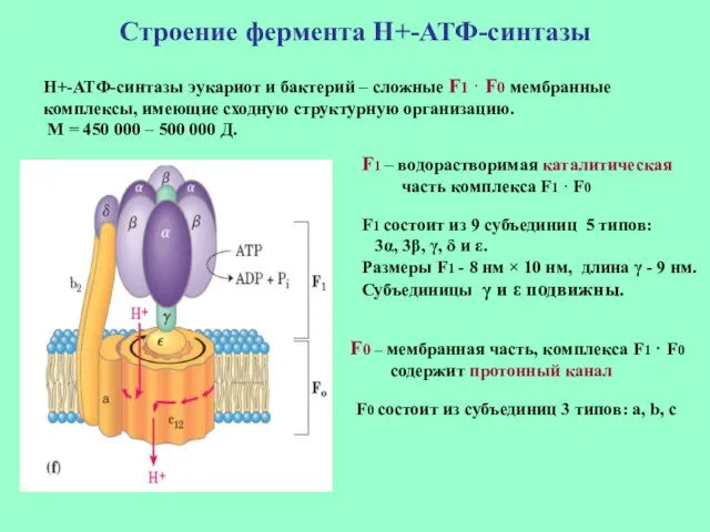 Строение фермента Н+-АТФ-синтазы F1 – водорастворимая каталитическая часть комплекса F1 ·