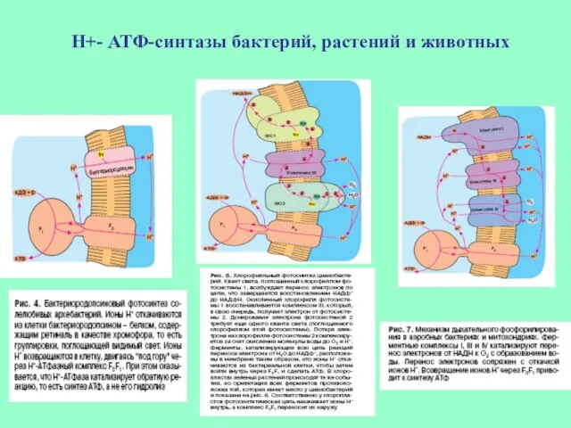 Н+- АТФ-синтазы бактерий, растений и животных