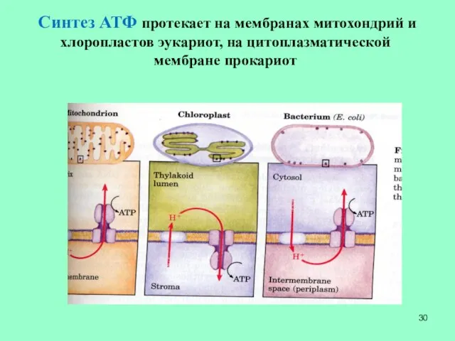 Синтез АТФ протекает на мембранах митохондрий и хлоропластов эукариот, на цитоплазматической мембране прокариот