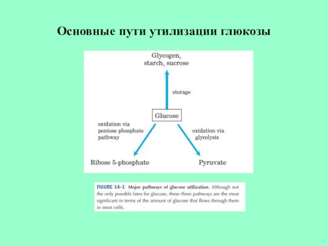 Основные пути утилизации глюкозы