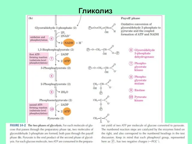 Гликолиз