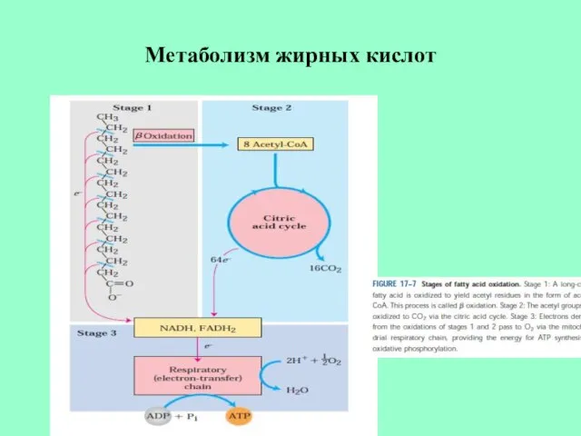 Метаболизм жирных кислот