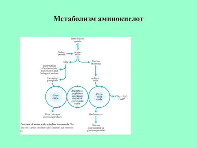 Метаболизм аминокислот