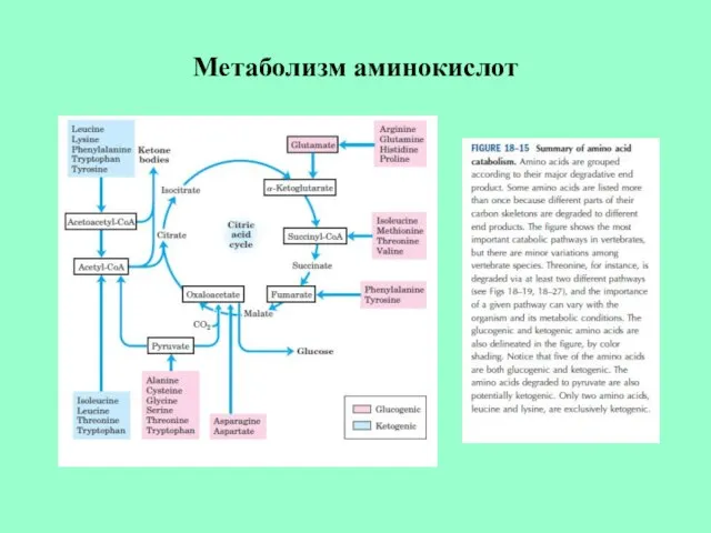 Метаболизм аминокислот