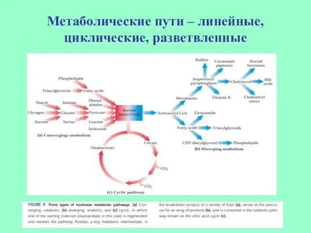 Метаболические пути – линейные, циклические, разветвленные