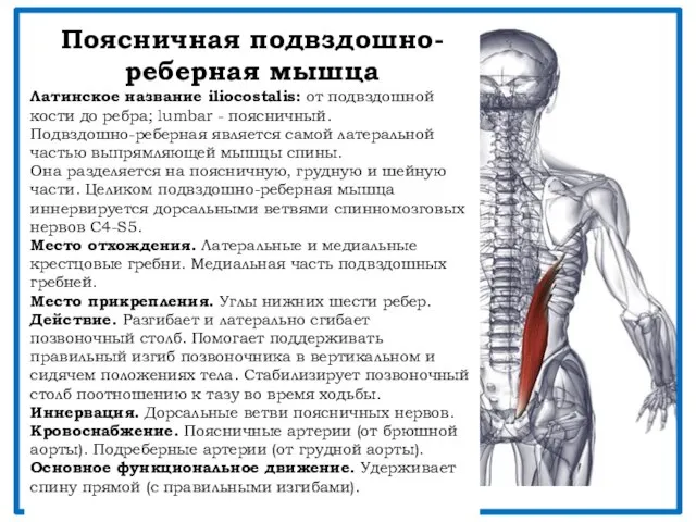 Поясничная подвздошно-реберная мышца Латинское название iliocostalis: от подвздошной кости до ребра;