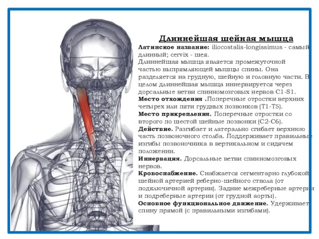 Длиннейшая шейная мышца Латинское название: iliocostalis-longissimus - самый длинный; cervix -