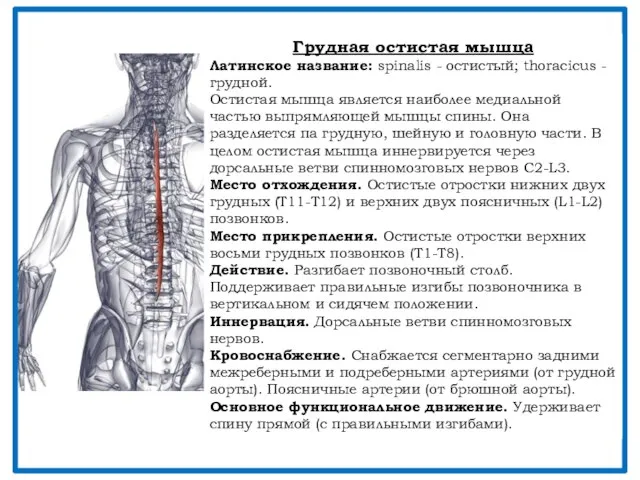 Грудная остистая мышца Латинское название: spinalis - остистый; thoracicus - грудной.