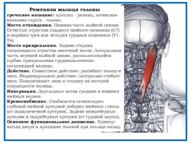 Ременная мышца головы греческое название: splenion - ремень; латинское название capitis