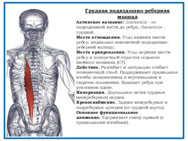 Грудная подвздошно-реберная мышца Латинское название: iliocostalis - от подвздошной кости до