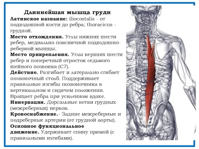 Длиннейшая мышца груди Латинское название: iliocostalis - от подвздошной кости до