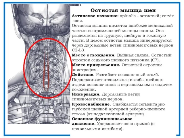 Остистая мышца шеи Латинское название: spinalis - остистый; cervix -шея. Остистая